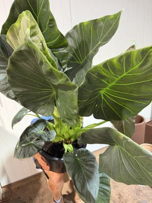 ALOCASIA REGAL -Elephant Ear - 400mm