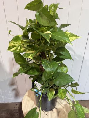 Scindapsus – Pothos Totem - 200mm