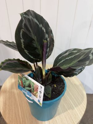 Calathea  Medallion - 140mm