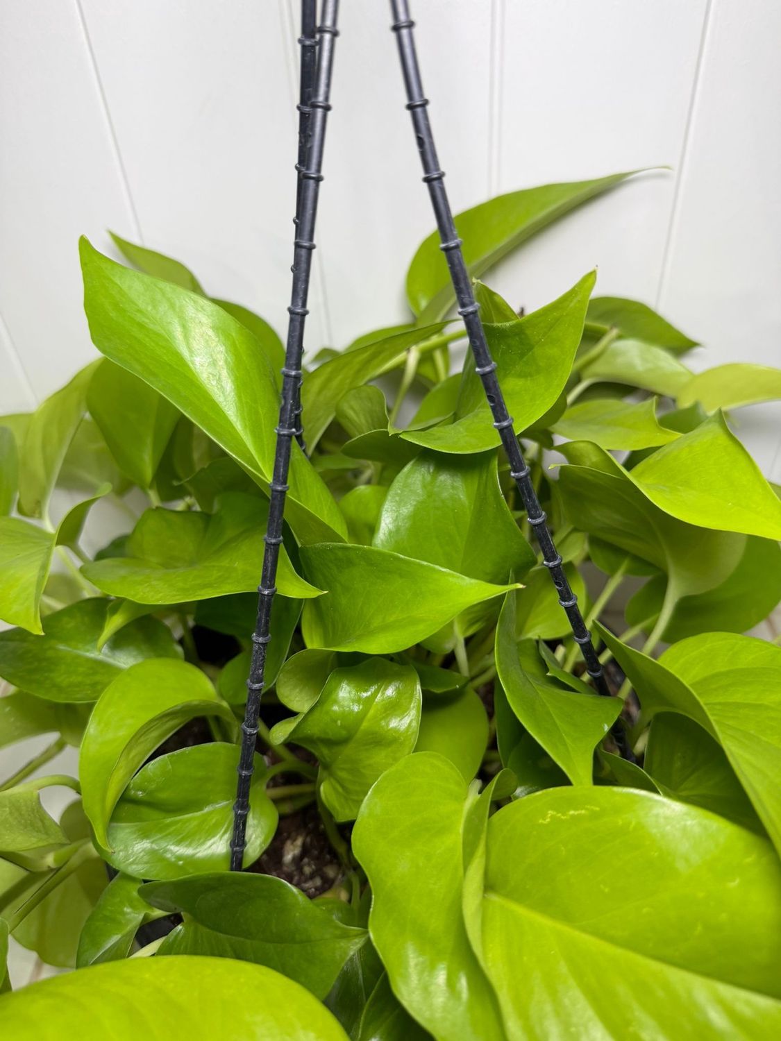 Scindapsus ‘Goldilocks’ (Golden Pothos) – Hanging Basket 270mm