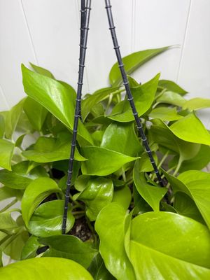 Scindapsus ‘Goldilocks’ (Golden Pothos) – Hanging Basket 270mm