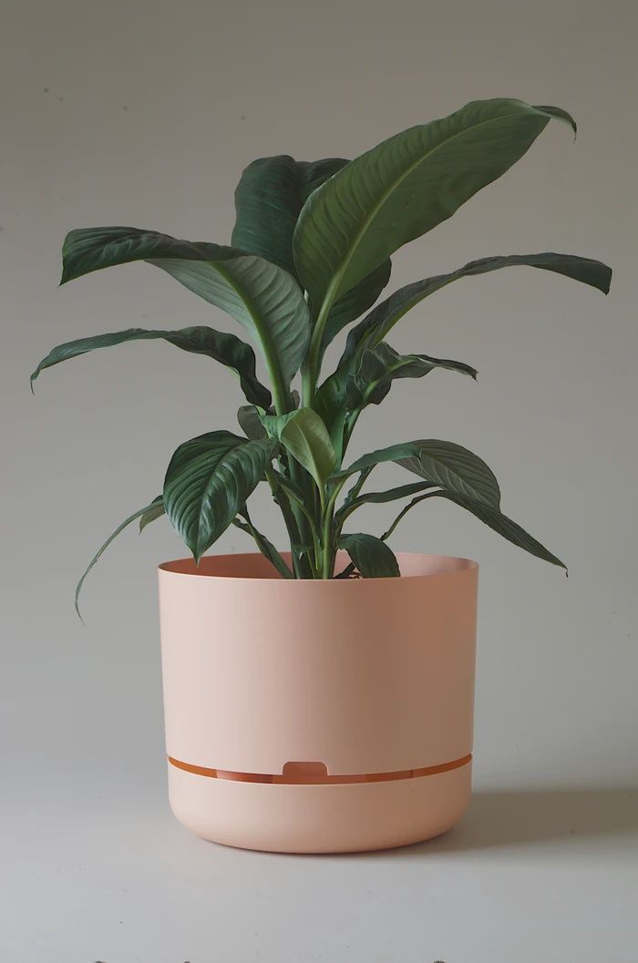 Self watering Plant Pot- Pale Apricot- 375mm