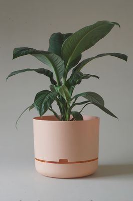 Self watering Plant Pot- Pale Apricot- 375mm