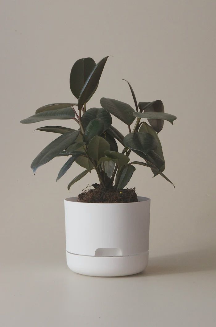 Self-Watering Plant Pots-White-170mm