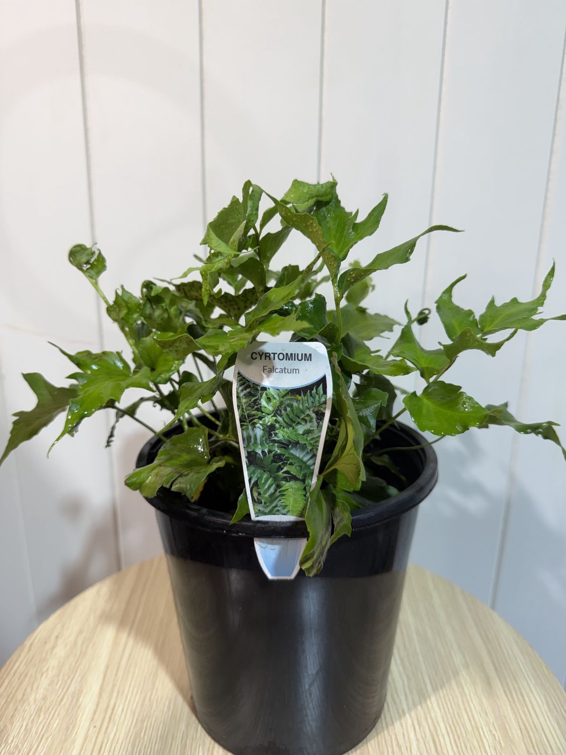 Cyrtomium falcatum - Holly Fern - 18cm