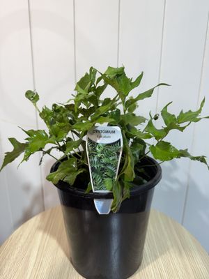 Cyrtomium falcatum - Holly Fern - 18cm