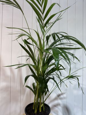 DYPSIS lutescens - 17cm - Golden Cane Palm