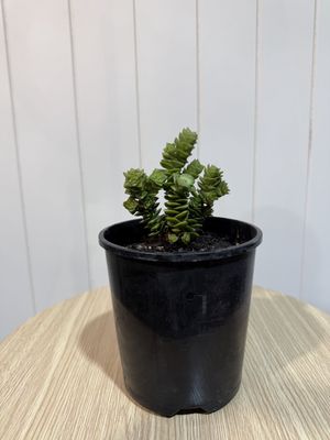CRASSULA Green Pagoda ((succulent) - 14cm
