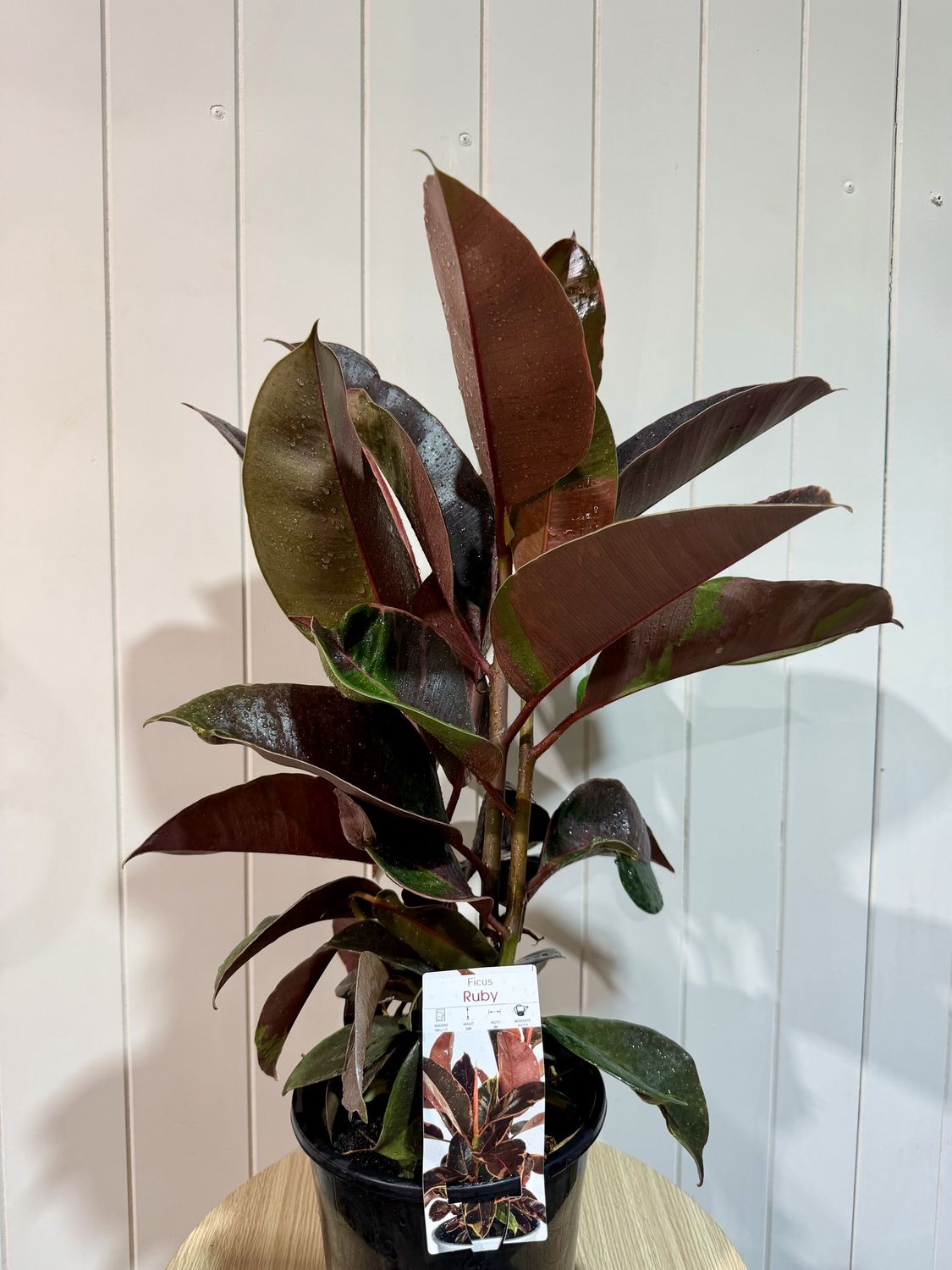 Ficus Ruby - Rubber Tree - 18cm