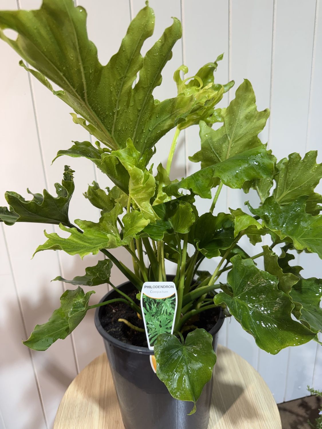 Philodendron selloum Compacta - 5Ltr