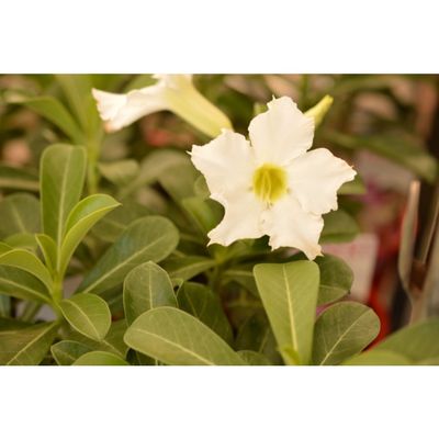 Adenium White "Desert Rose" - 14cm