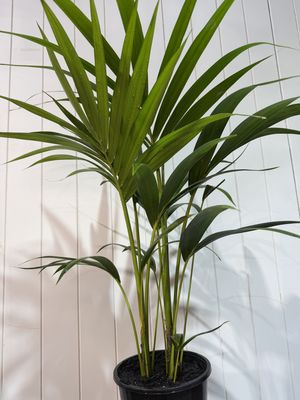 Kentia Palm - HOWEA forsteriana - 17cm