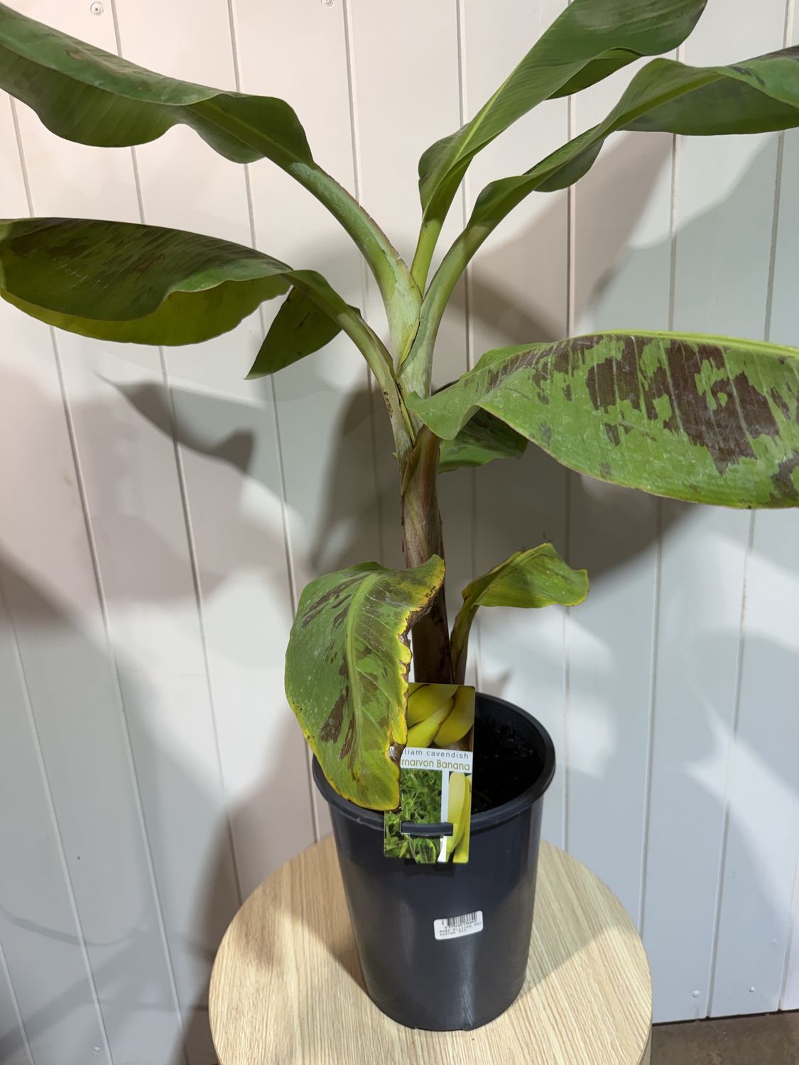 Banana Tree - MUSA William Cavendish - 5Ltr