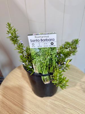 Rosmarinus Santa Barbara "Rosemary" - 18cm