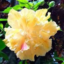 Hibiscus - Mrs Anderson -180ml