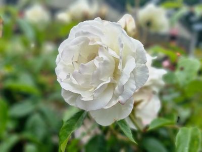 Rose Non Grafted Iceberg - 180ml