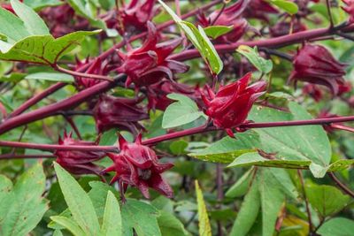 Hibsicus Rosella - 200ml