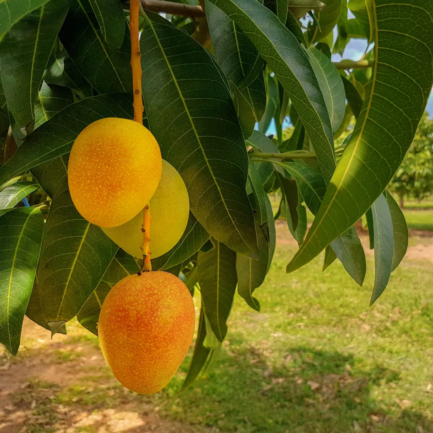 Mango (non grafted) Kensington Pride - 250ml