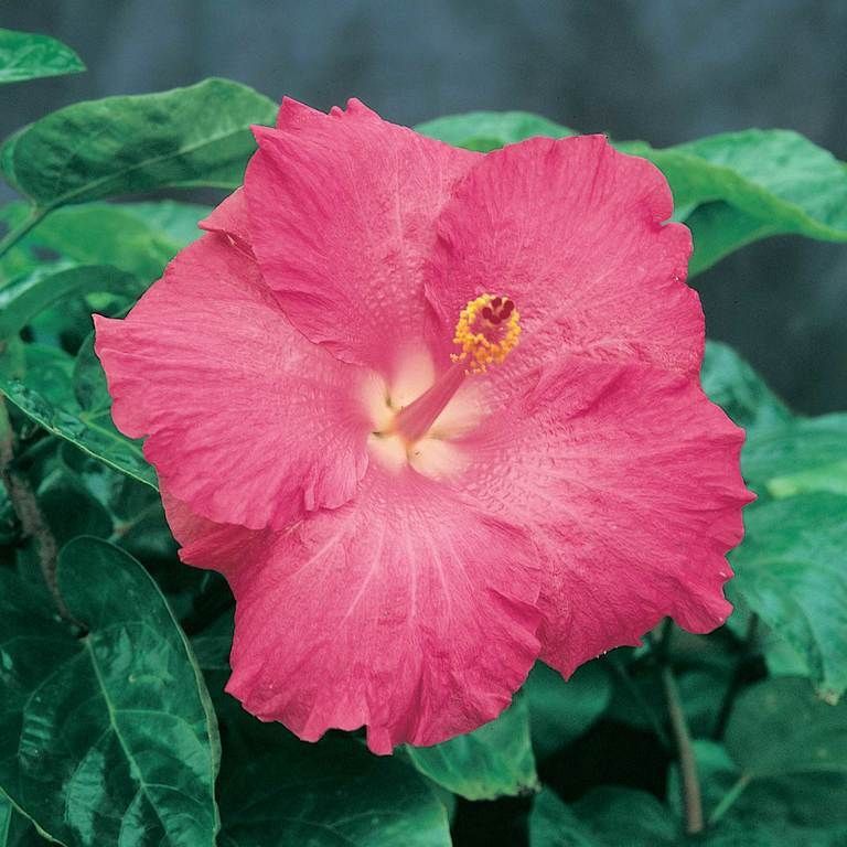 Hibiscus Celia -180ml