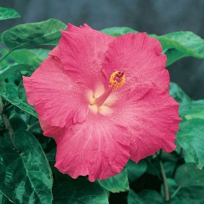 Hibiscus Celia -180ml