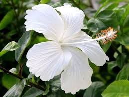 Hibiscus - Swan Lake -180ml