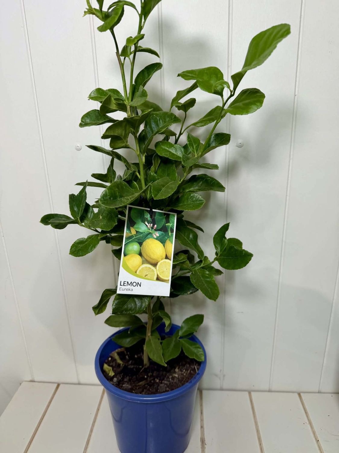 Citrus Non Grafted Eureka (Lemon) - 180ml