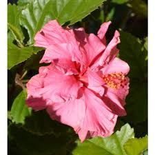 Hibiscus - Mrs Tompkins - 180ml