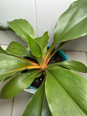 CHLOROPHYTUM PRINCESS  MABEL - 140ml