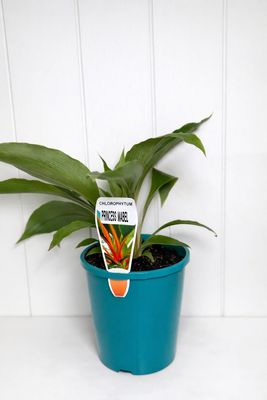 CHLOROPHYTUM PRINCESS  MABEL - 140ml