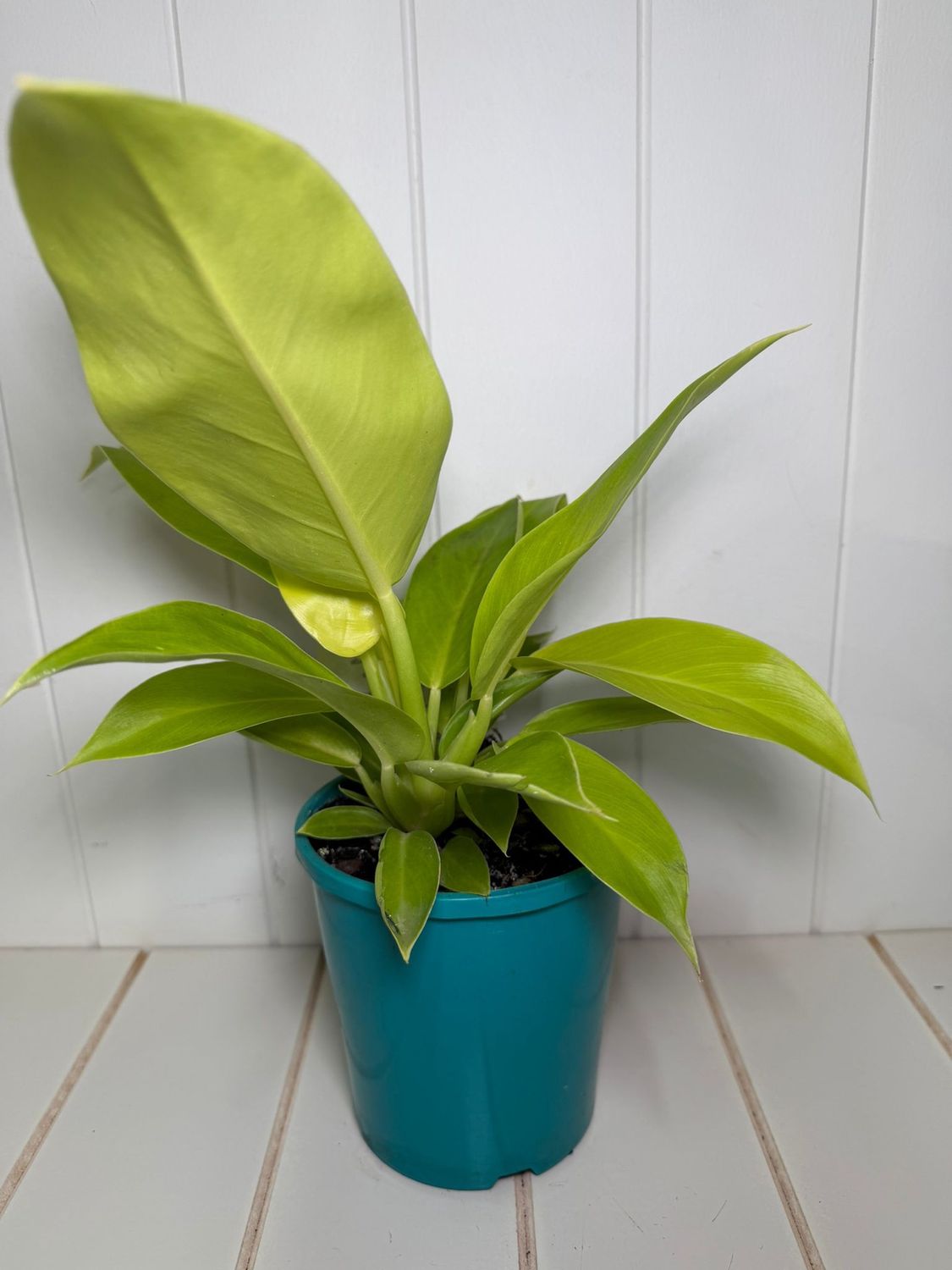 Philodendron Imperial Gold - 140mm