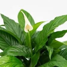 Spathiphyllum Chico (Peace Lily) 140mm