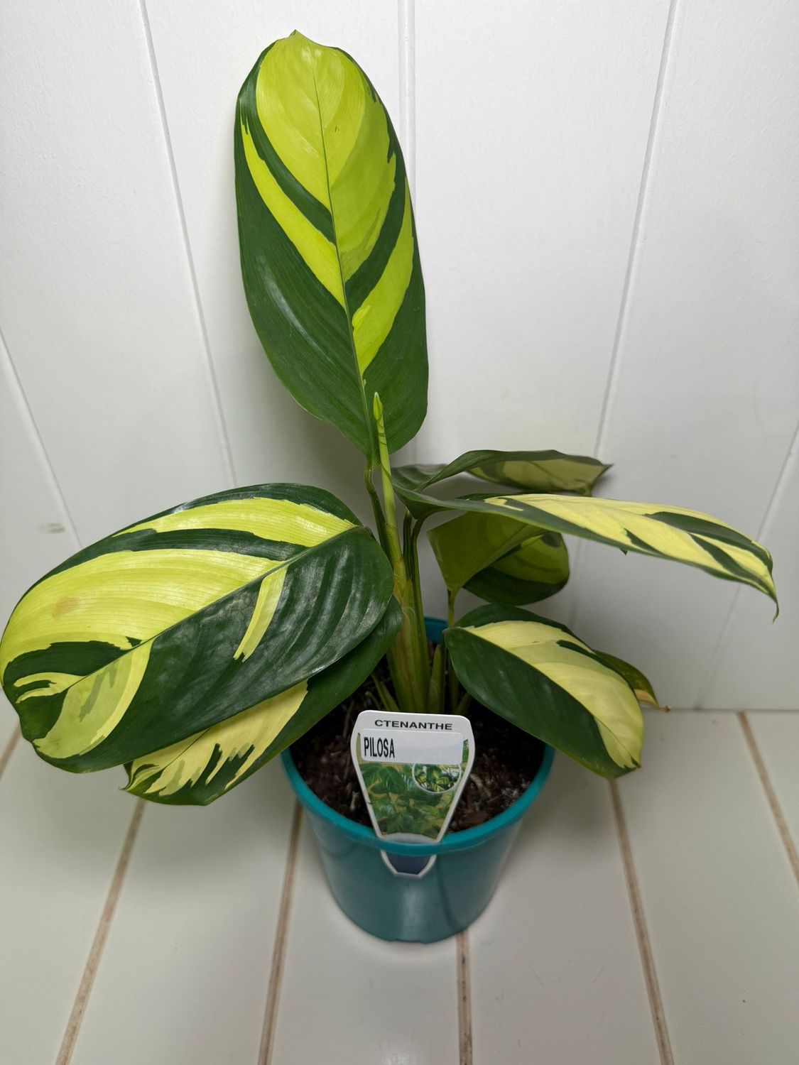 CTENANTHE PILOSA - 140mm