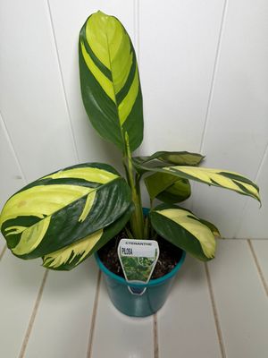 CTENANTHE PILOSA - 140mm