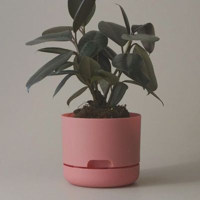 Self-Watering Plant Pot- Persimmon- 250mm