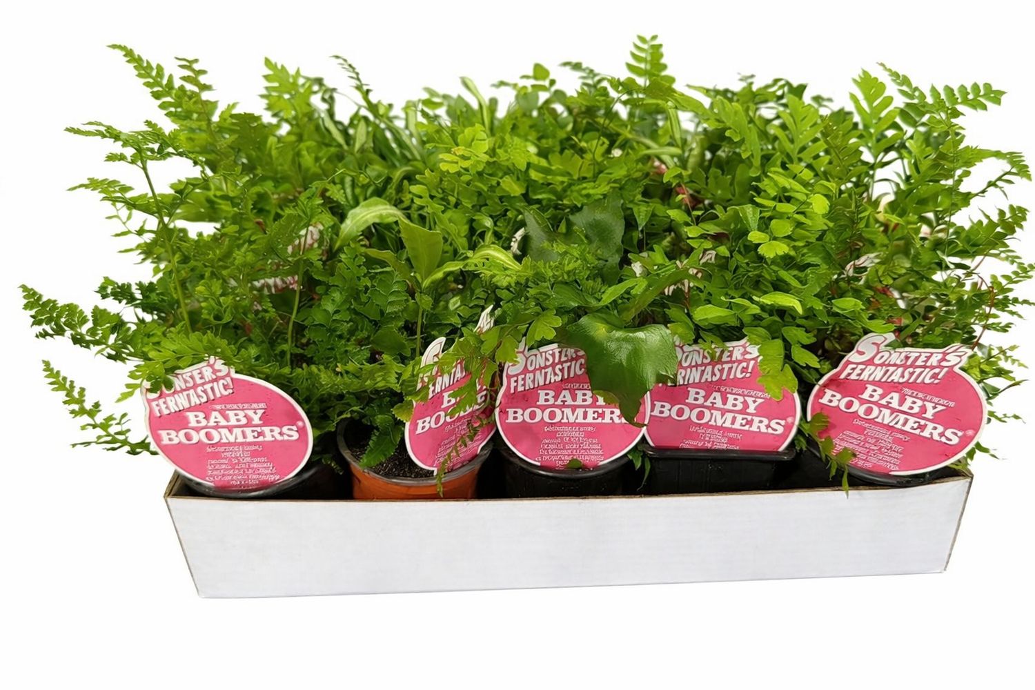 Baby Boomers - Ferns