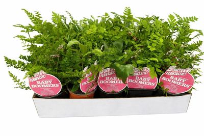 Baby Boomers - Ferns