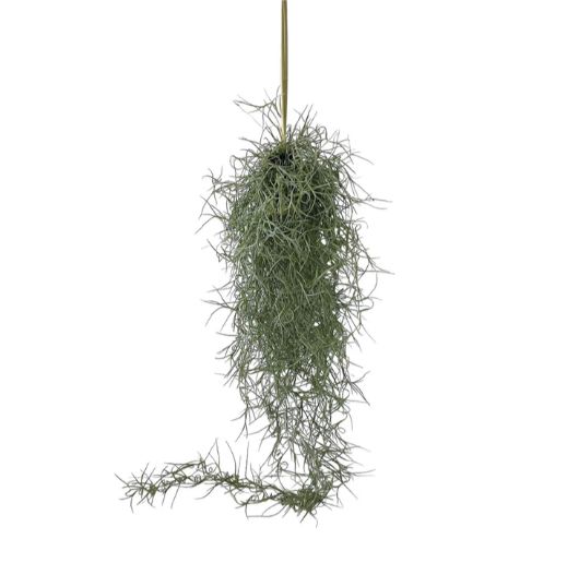 BROMELIAD TILLANDSIA USENOIDES