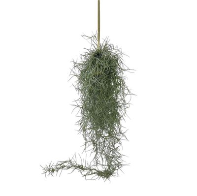 BROMELIAD TILLANDSIA USENOIDES