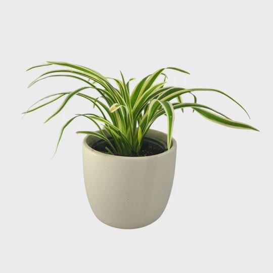 CHLOROPHYTUM ZEBRINA 90mm