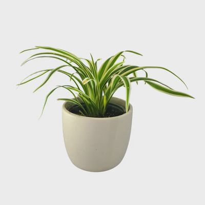 CHLOROPHYTUM ZEBRINA 90mm