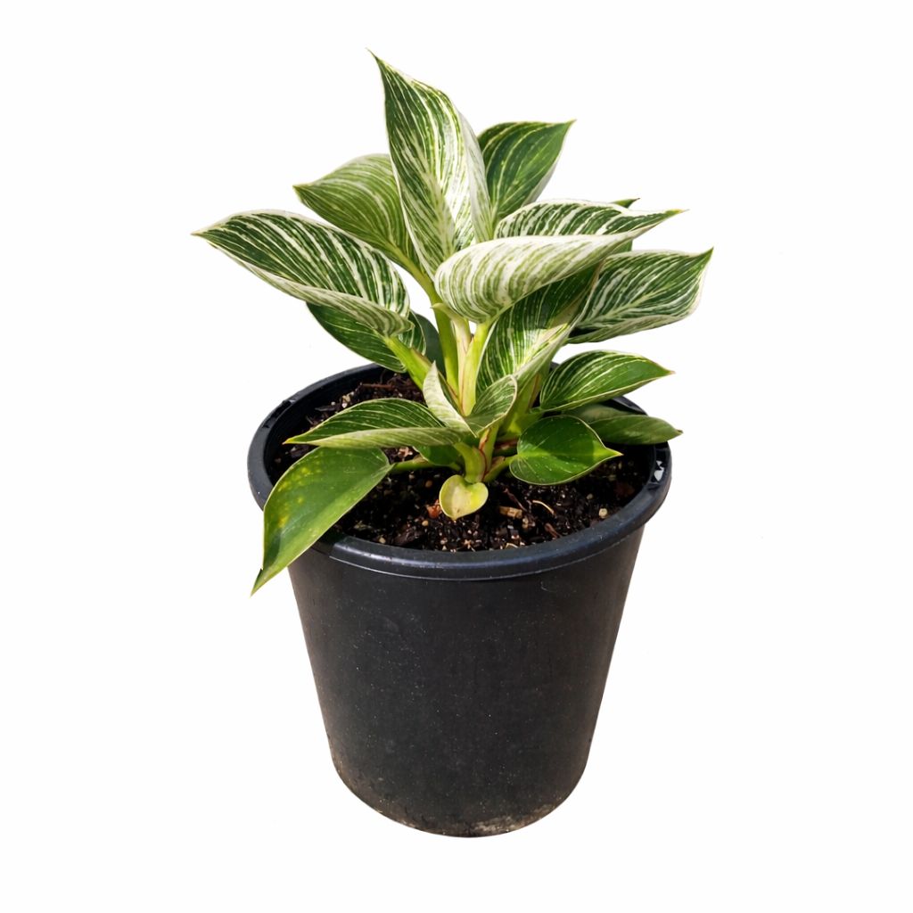 PHILODENDRON BIRKIN 100mm