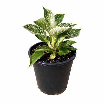 PHILODENDRON BIRKIN 100mm