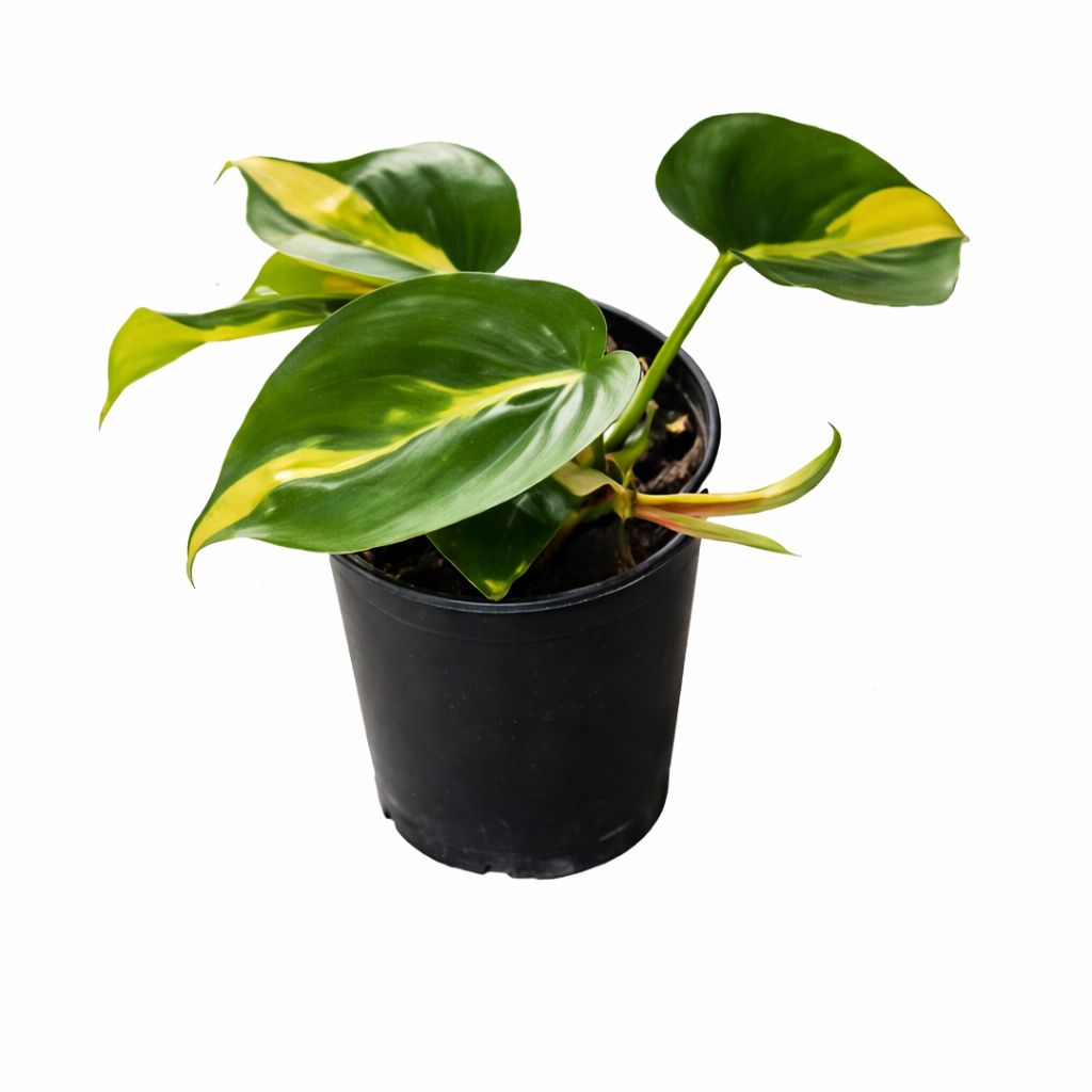 PHILODENDRON BRAZIL 100mm