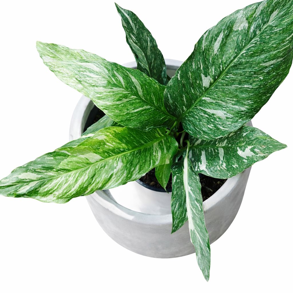 SPATHIPHYLLUM DOMINO 100mm