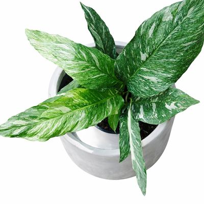 SPATHIPHYLLUM DOMINO 100mm