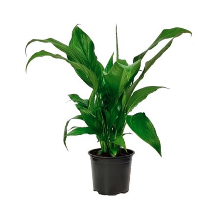 SPATHIPHYLLUM 120mm