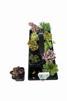 Succulent Assorted - 66mm