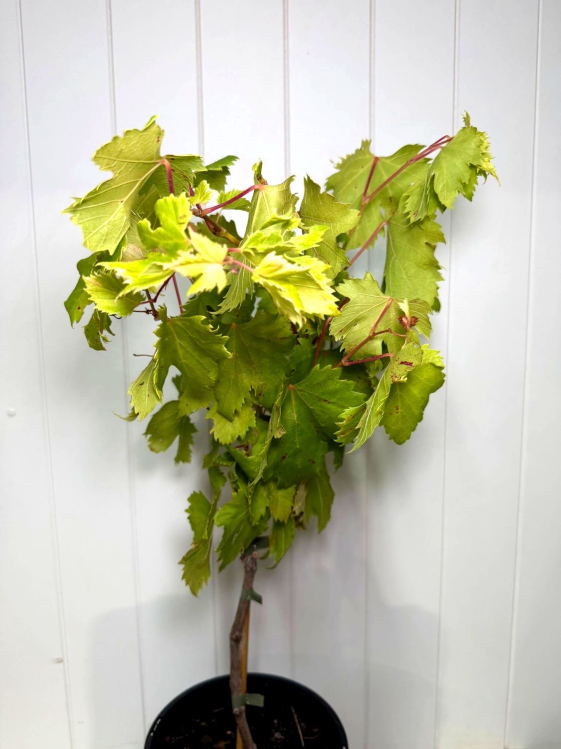 Grape Autumn Royal 200ml