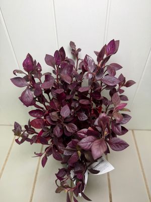 Alternanthera Little Ruby 140ml