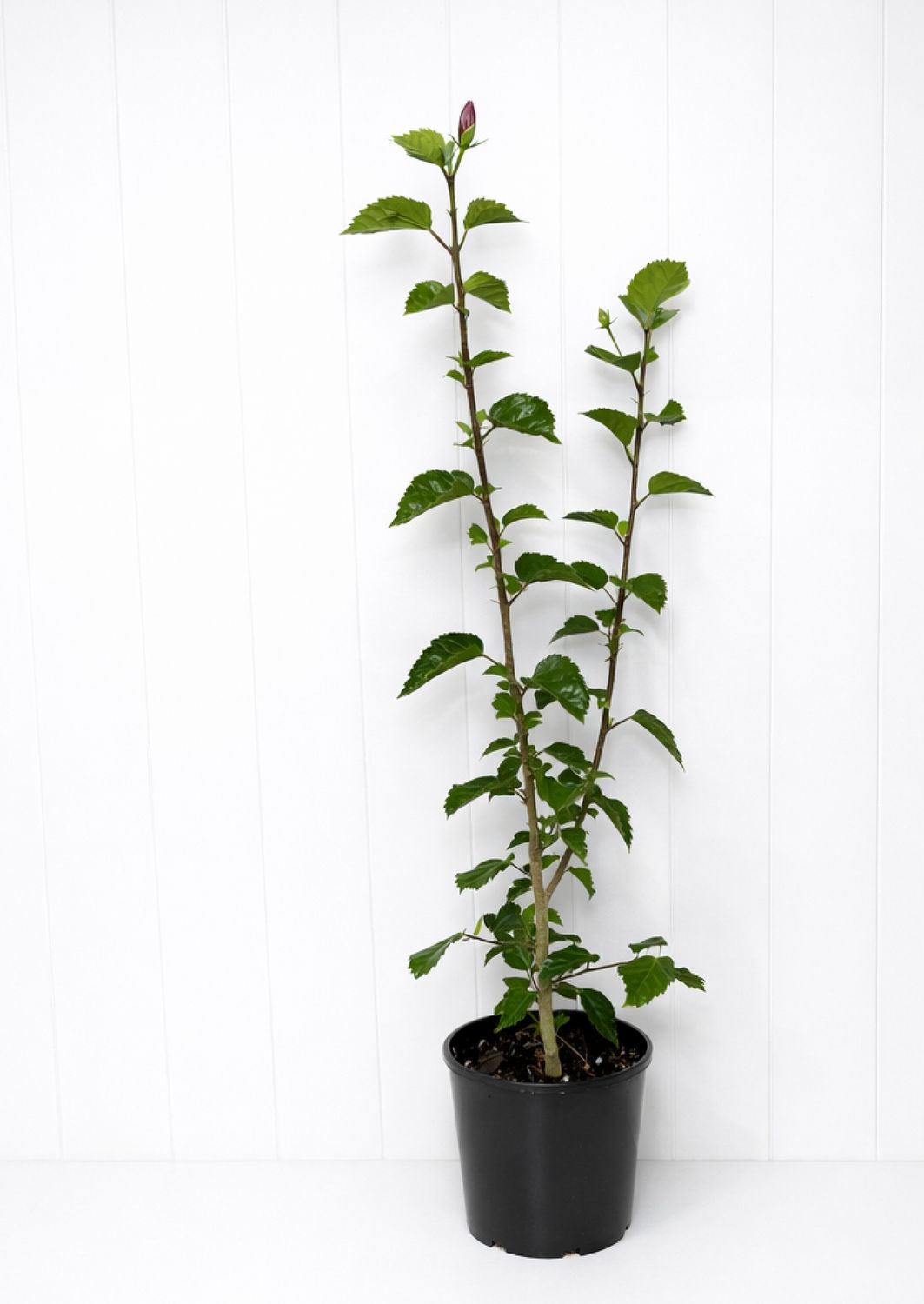 Hibiscus Landersii 180ml